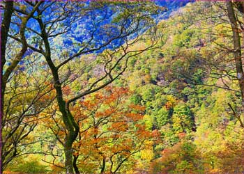 大室山色づく