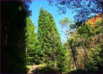 塔ノ沢登山道