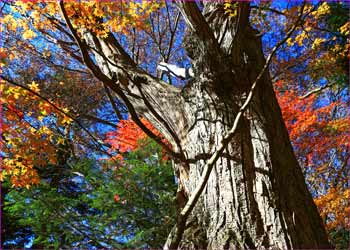 ブナの紅葉