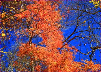 三頭山紅葉