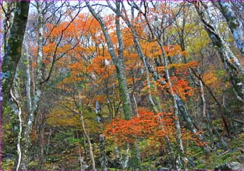 名残の紅葉