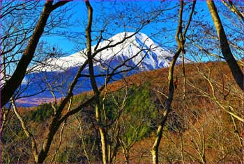 木立越しに富士山見ゆ