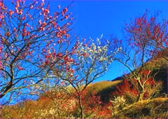 幕山梅園