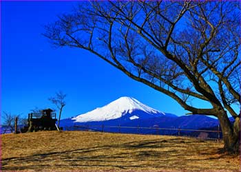 大野山頂で富士望む