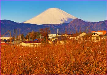 下曽我から富士山