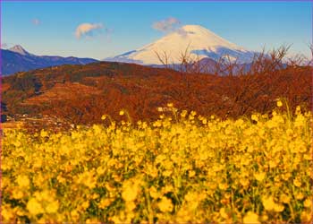 吾妻山から富士展望