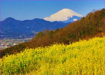 富士見塚にて