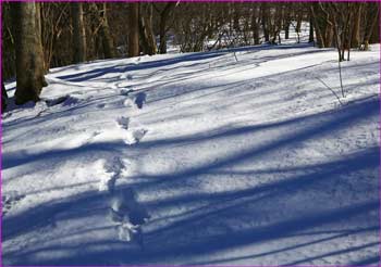 雪道