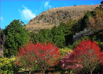 幕山見上げる