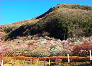 幕山梅公園