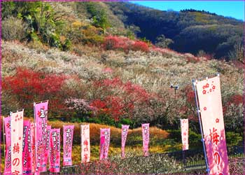 幕山梅公園