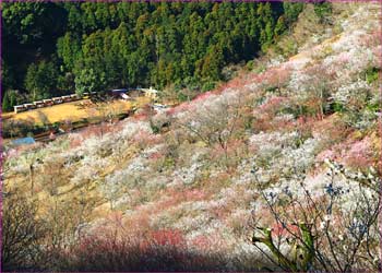 幕山梅公園展望