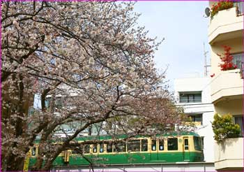 江ノ電藤沢駅近くの教会の桜