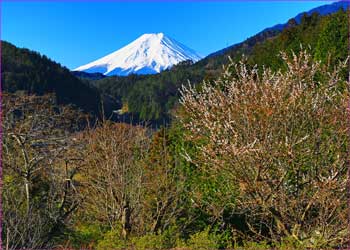 登り口から富士山