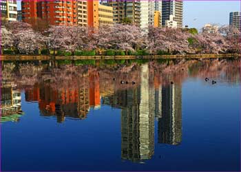 不忍池春の景