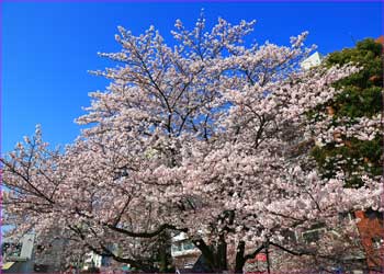 隅田川満開