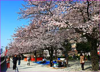 隅田川春うらら