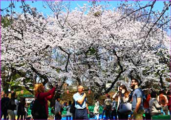 桜満開