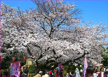 上野花見