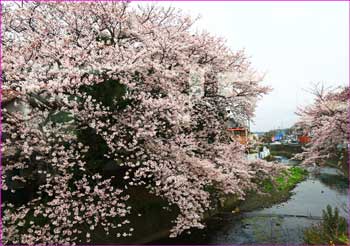 二宮桜満開