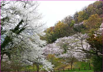 弘法山桜咲く頃