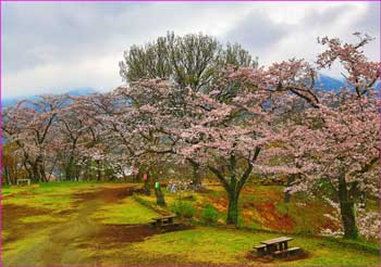 権現山桜