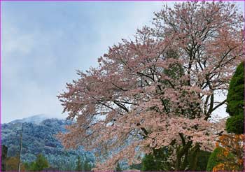 初狩桜満開