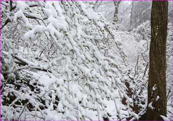 たわわな着雪