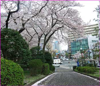 藤沢市裁判所の桜