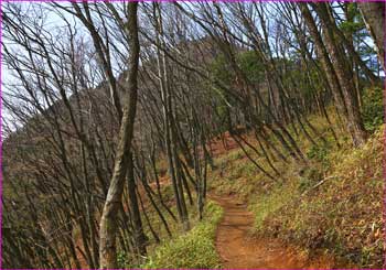 大岳山目指して