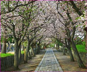 遊行寺八重桜