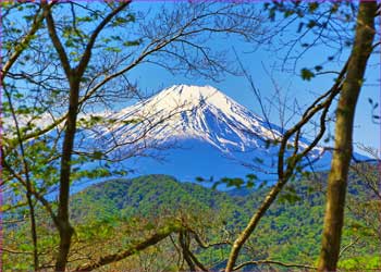 木立越しに富士が