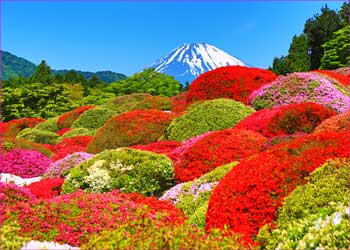 山のホテルツツジ園