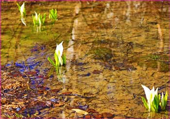 水芭蕉