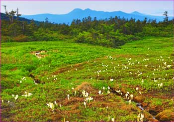 田型萢水芭蕉