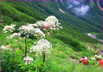 槍沢上部花畑