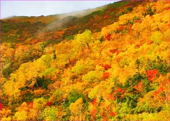 柏原新道上部紅葉