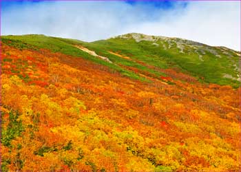 爺ヶ岳紅葉の尾根