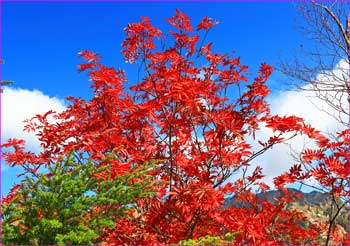 ナナカマド紅葉