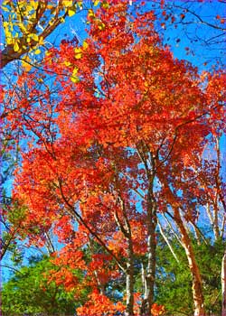 素敵な紅葉