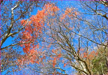 名残の紅葉