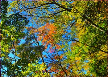 紅葉の道