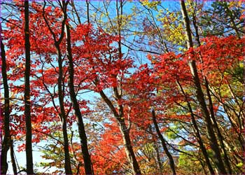 紅葉愛でる