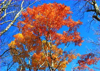 紅葉華やか