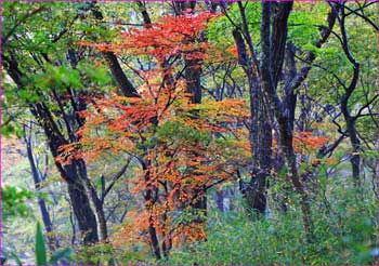 秋の山路