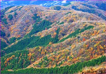 紅葉の尾根道