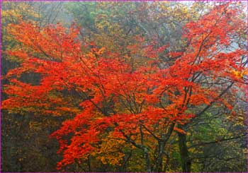 霧の中の紅葉