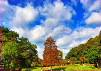 新林公園秋の景