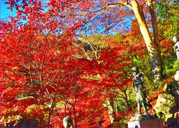 大山寺紅葉