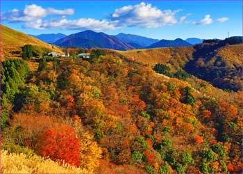 大野山秋彩彩